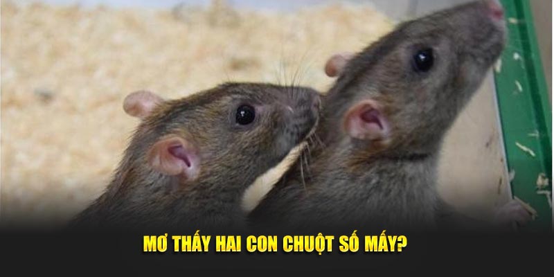  Mơ thấy hai con chuột số mấy? 